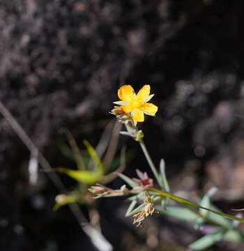 Image of grassy St. Johnswort