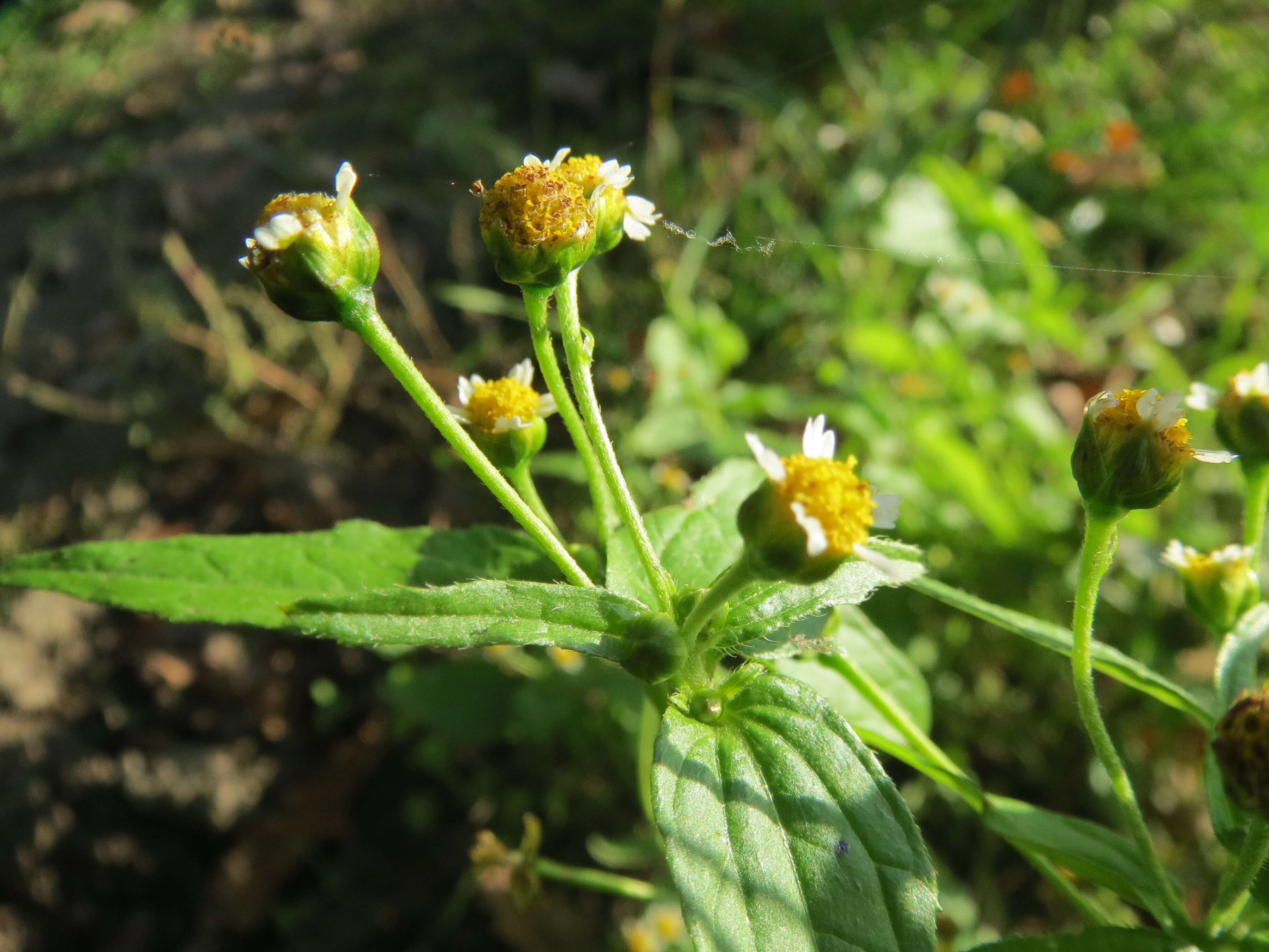 Image of Smooth peruvian daisy