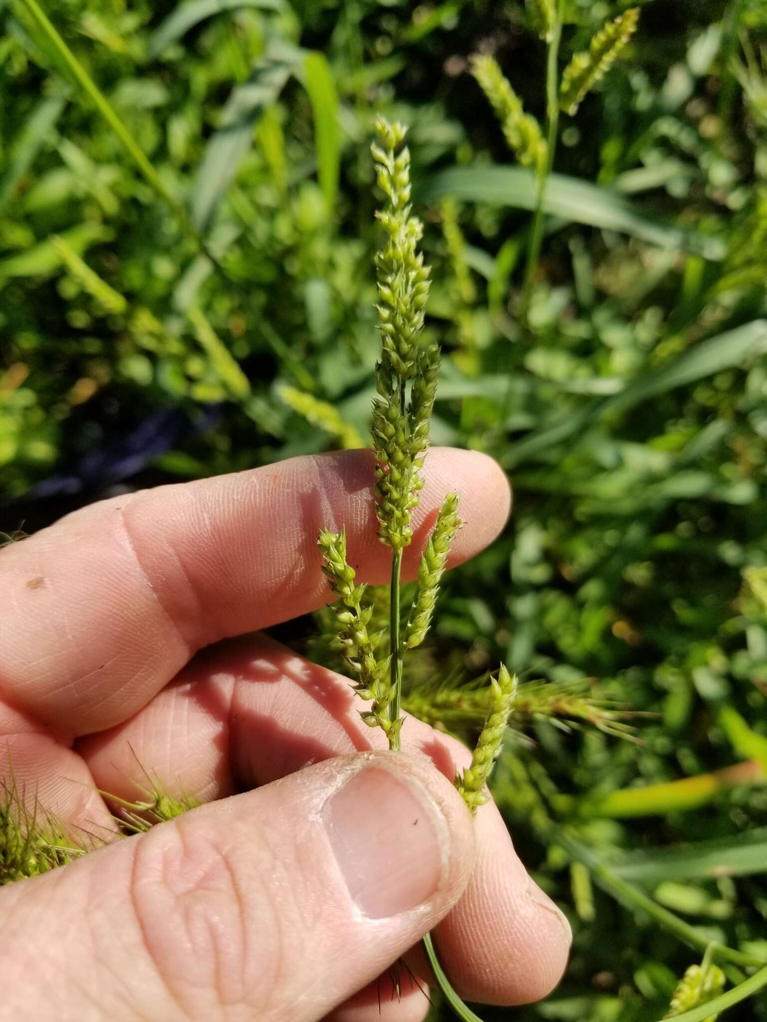 Image of gulf cockspur grass