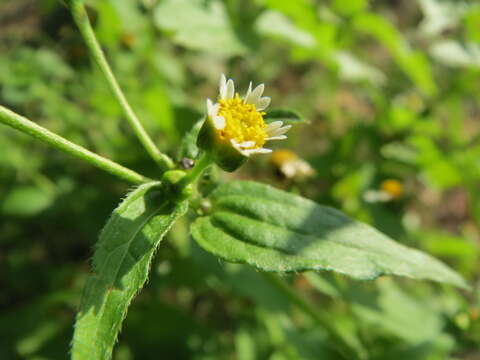 Image of Smooth peruvian daisy