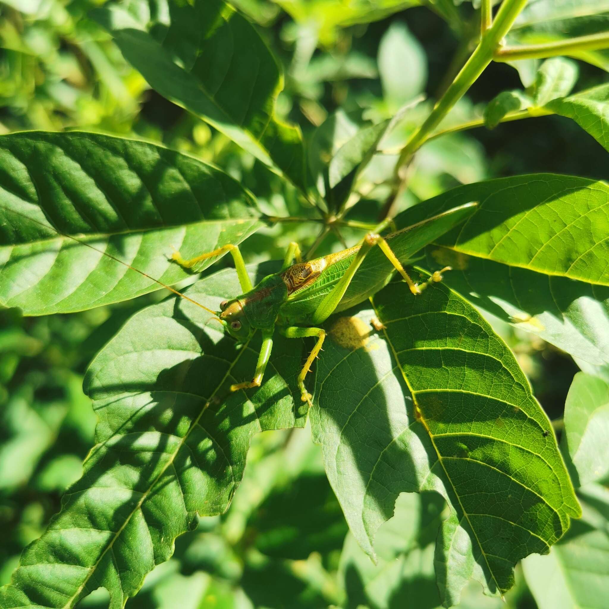 Plancia ëd Tettigonia chinensis Willemse & C. 1933