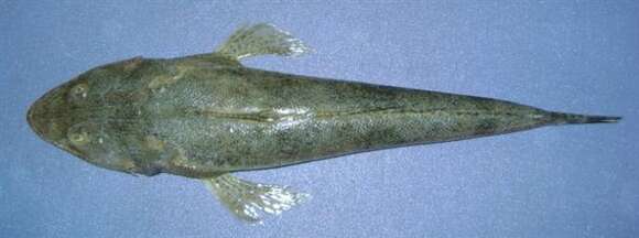 Image of Bar-tailed Flathead