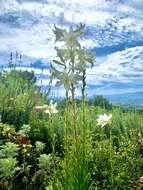 Image of Madonna lily