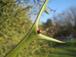 Image of hardy orange