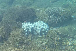 Image of Stony coral