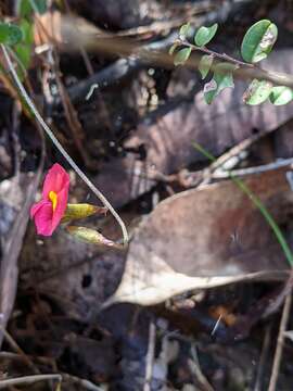 Image de Chorizema rhombeum R. Br.