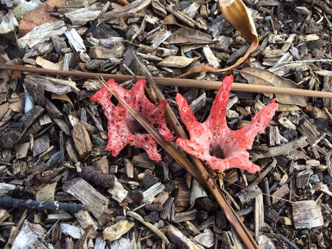 Image of octopus stinkhorn