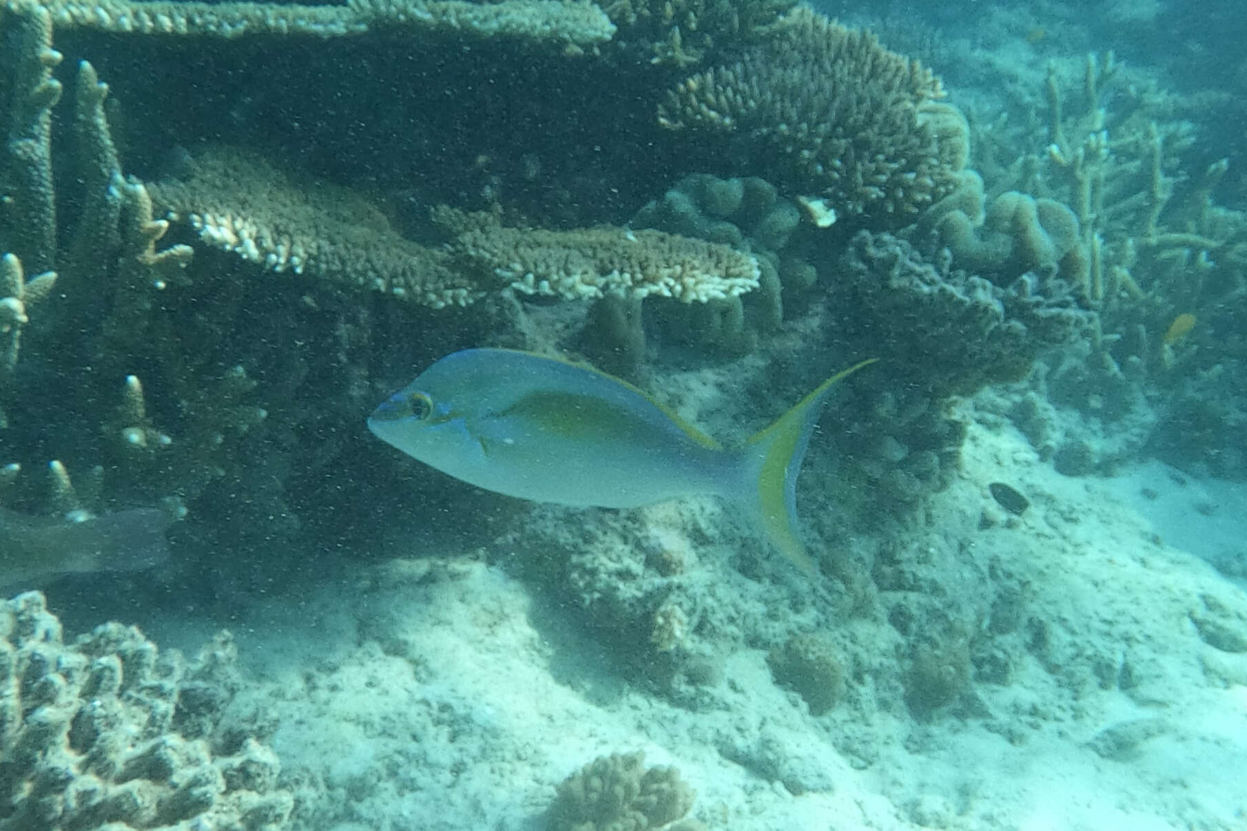 Image of Barred-face spine-cheek