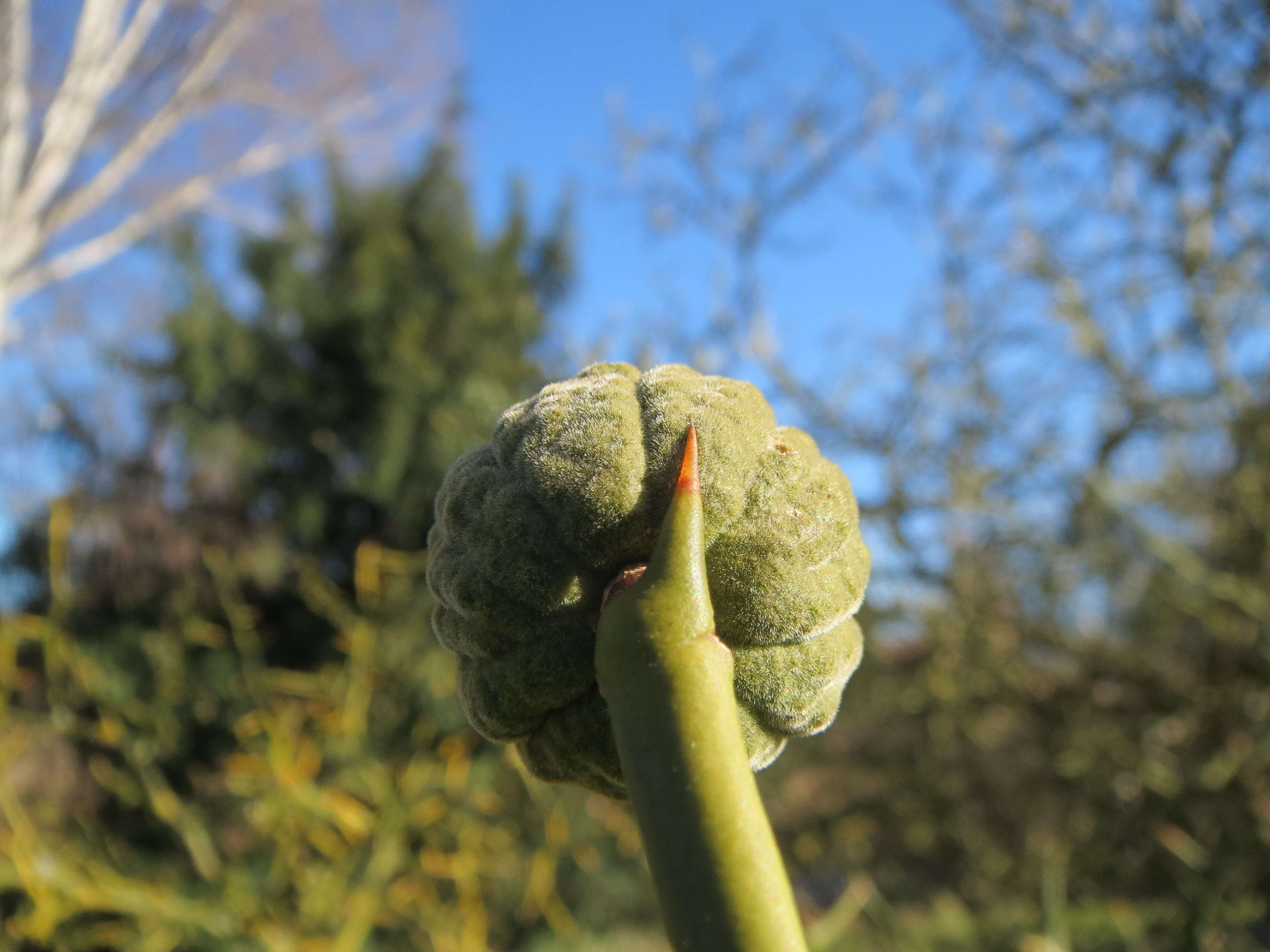 Image of hardy orange