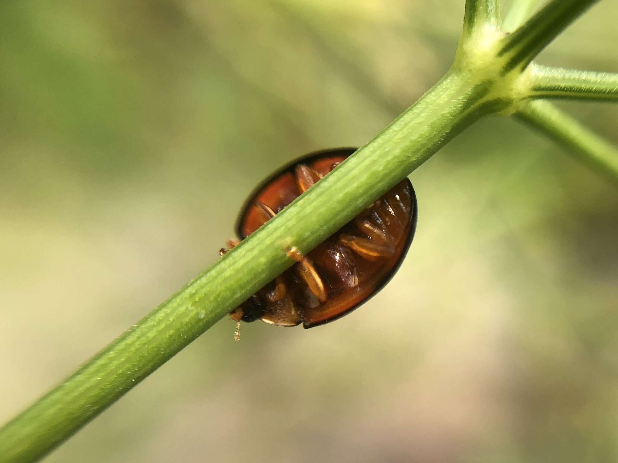 Image of Six-spotted Zigzag Ladybird