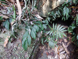 Image of Pothos chinensis (Raf.) Merr.