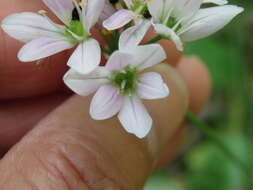 Image of Allium massaessylum Batt. & Trab.