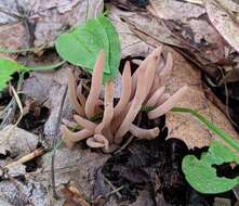 Image of Clavaria rubicundula Leathers 1956