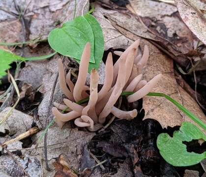 Clavaria rubicundula Leathers 1956 resmi