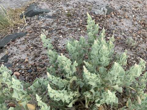 Image of sack saltbush