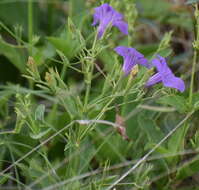 صورة Ruellia nudiflora var. runyonii (Tharp & Barkley) B. L. Turner