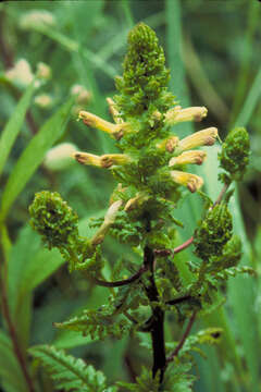 Image of Lousewort