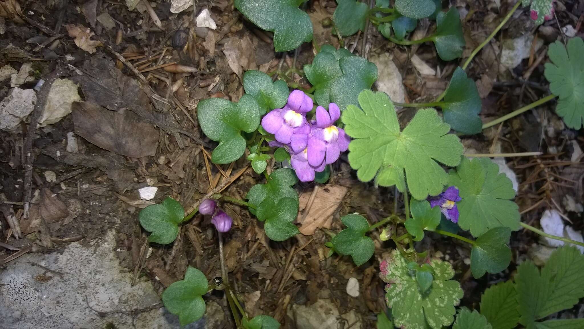 Image de Cymbalaria pallida (Ten.) Wettst.