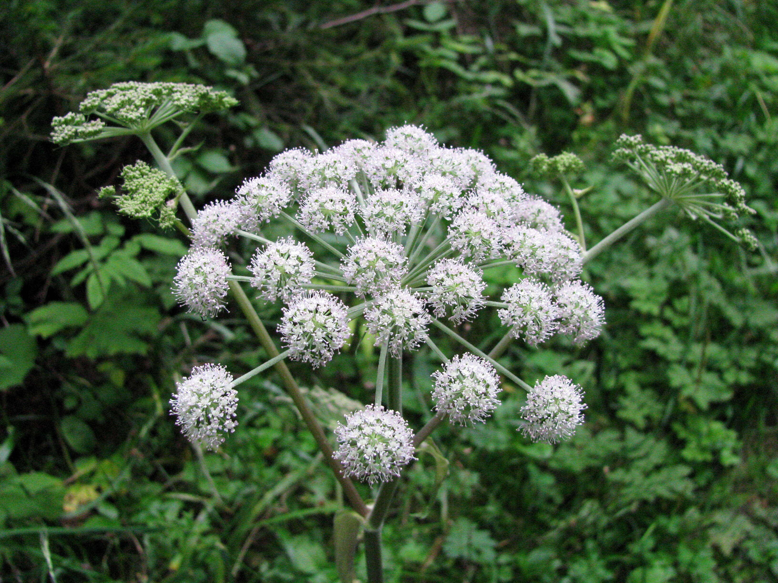 Imagem de Cicuta virosa L.