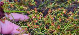 Image of Erica multiflexuosa E. G. H. Oliver