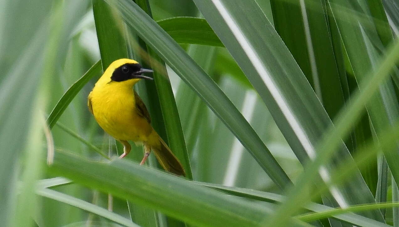 Image of Altamira Yellowthroat