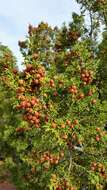 Image of Pinchot's juniper