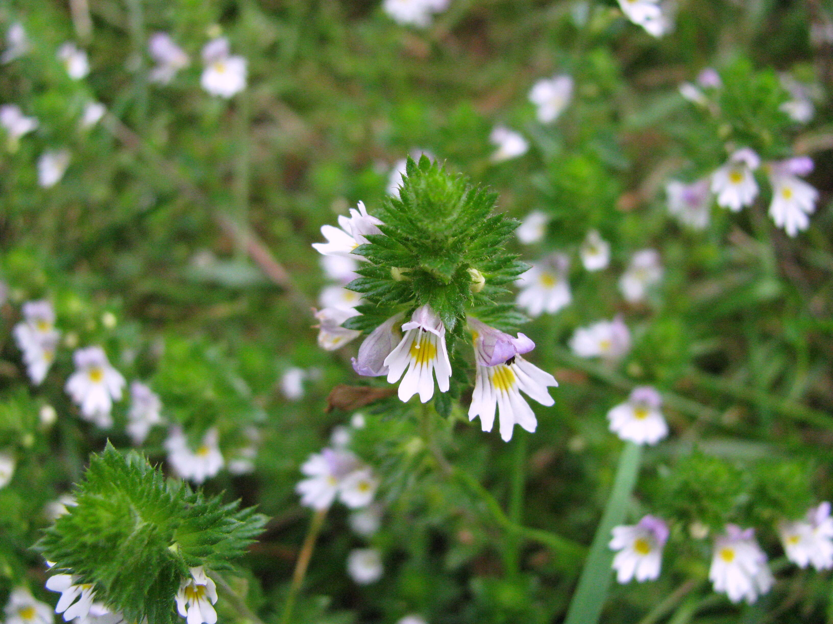 Imagem de Euphrasia officinalis subsp. officinalis