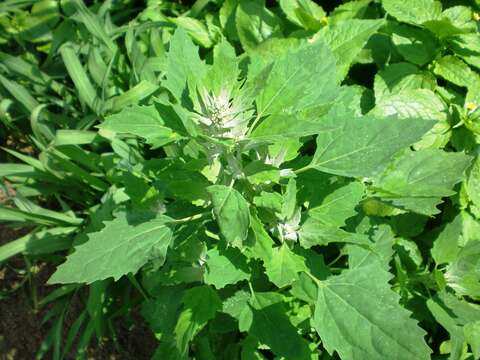 Imagem de Chenopodium album L.