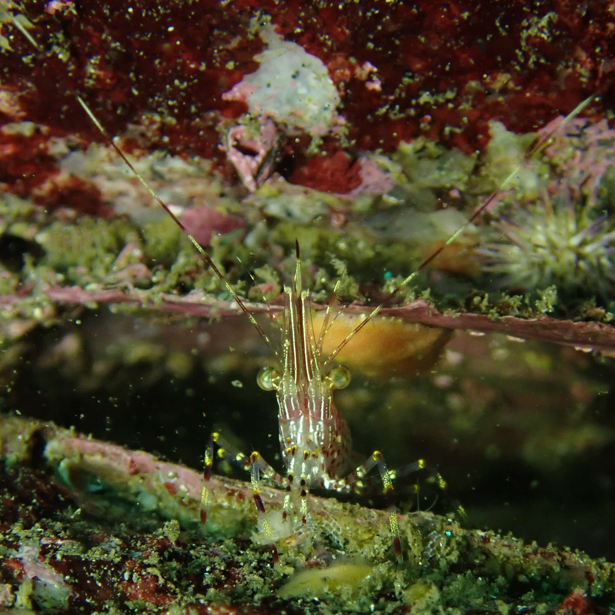 Image of California longbeak