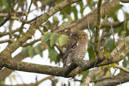 Imagem de Glaucidium radiatum (Tickell 1833)