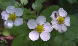 Image of Hautbois Strawberry