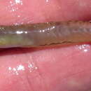 Image of Burrowing Goby