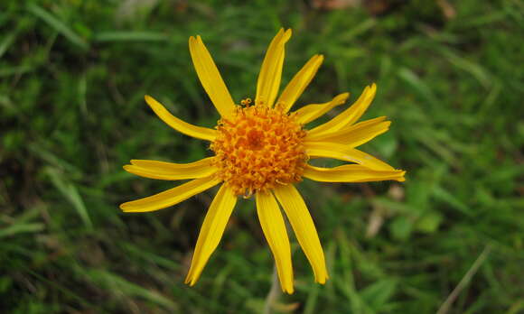 Image of mountain arnica