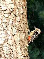 Image of Brown-fronted Woodpecker