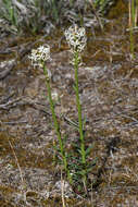 Слика од Stackhousia subterranea W. R. Barker