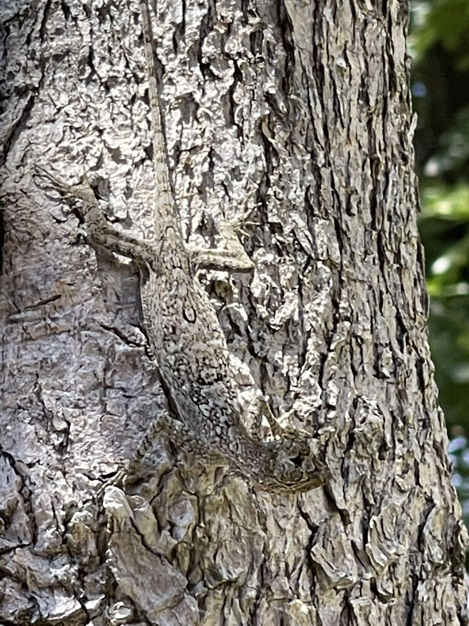 Image of Asian Gliding Lizard