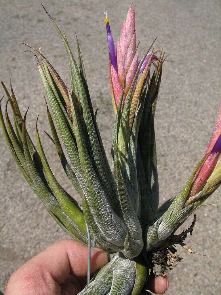 Image of Tillandsia circinnatioides Matuda