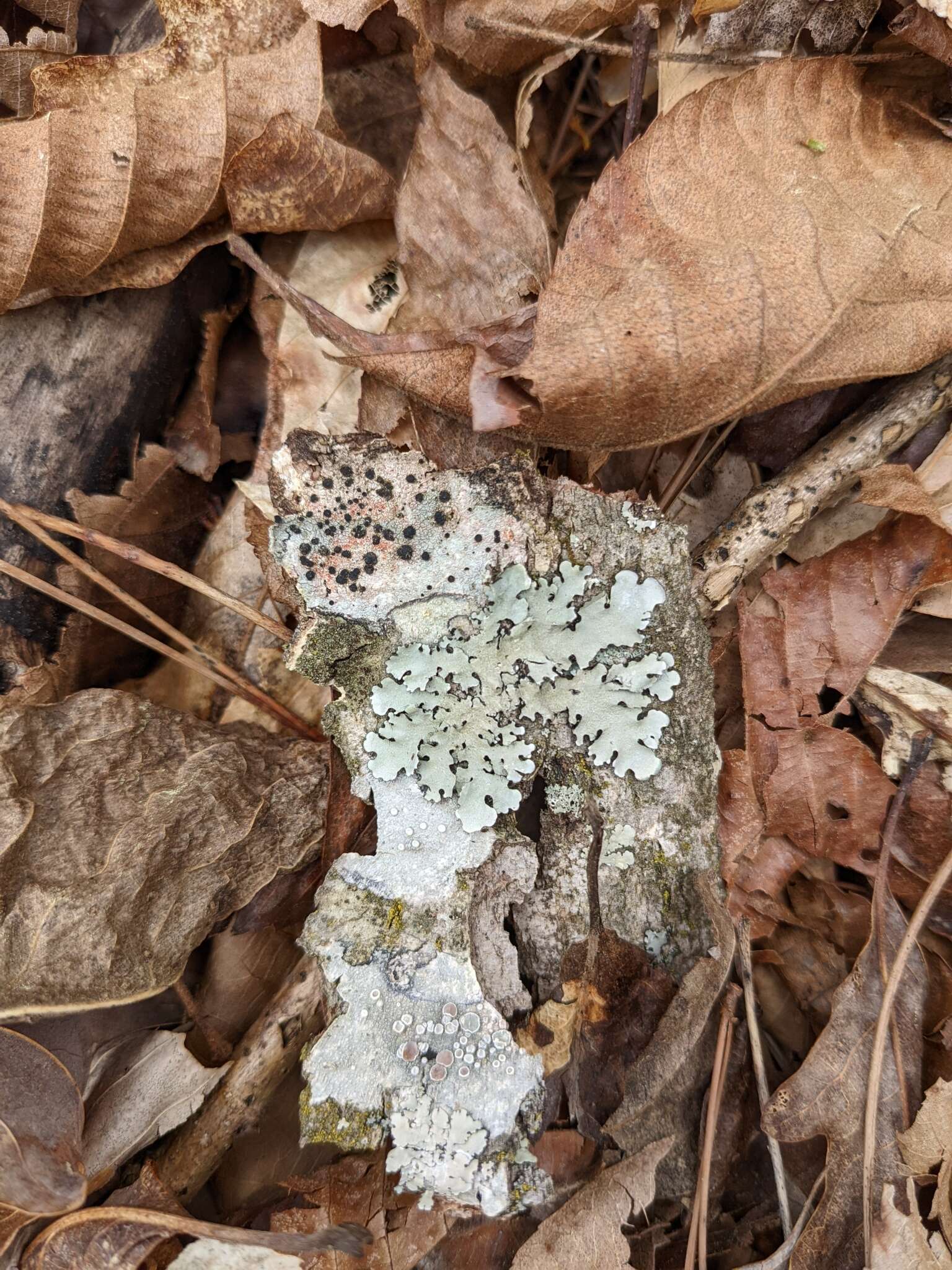 Image of Lecanora subpallens