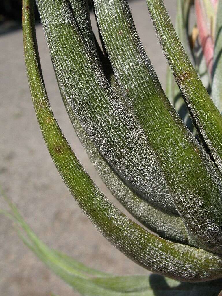 Tillandsia circinnatioides Matuda resmi