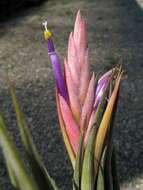 Image de Tillandsia circinnatioides Matuda