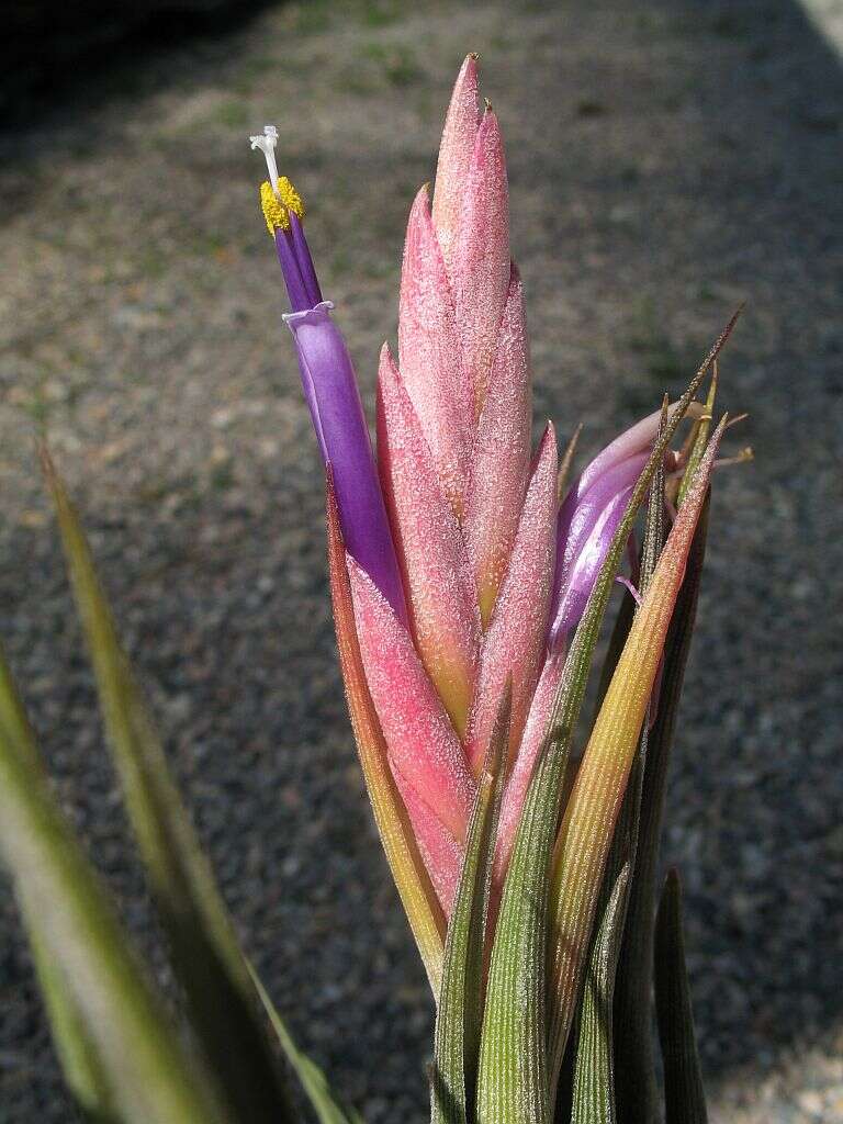 Tillandsia circinnatioides Matuda resmi