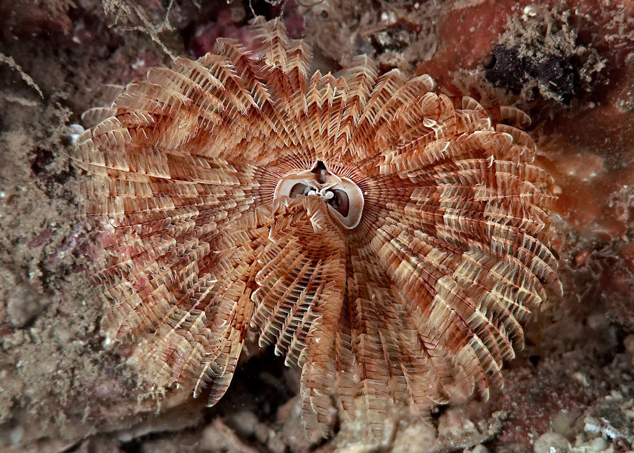 Image of Indian feather duster worm