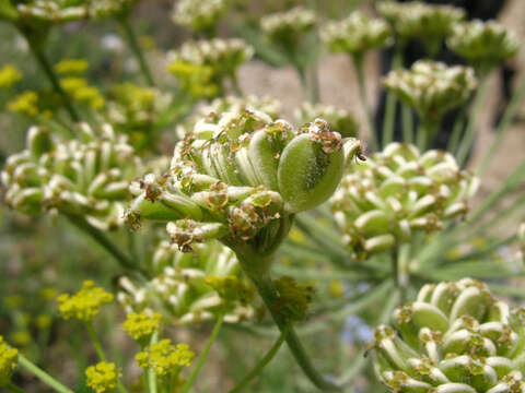 Image of Zosima absinthifolia (Vent.) Link