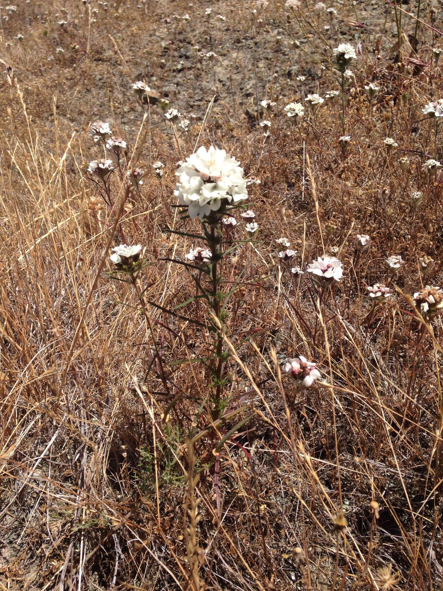 Image of sticky western rosinweed