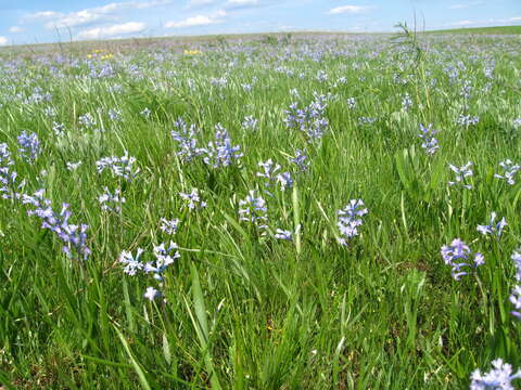 Image of Hyacinthella pallasiana (Steven) Losinsk.