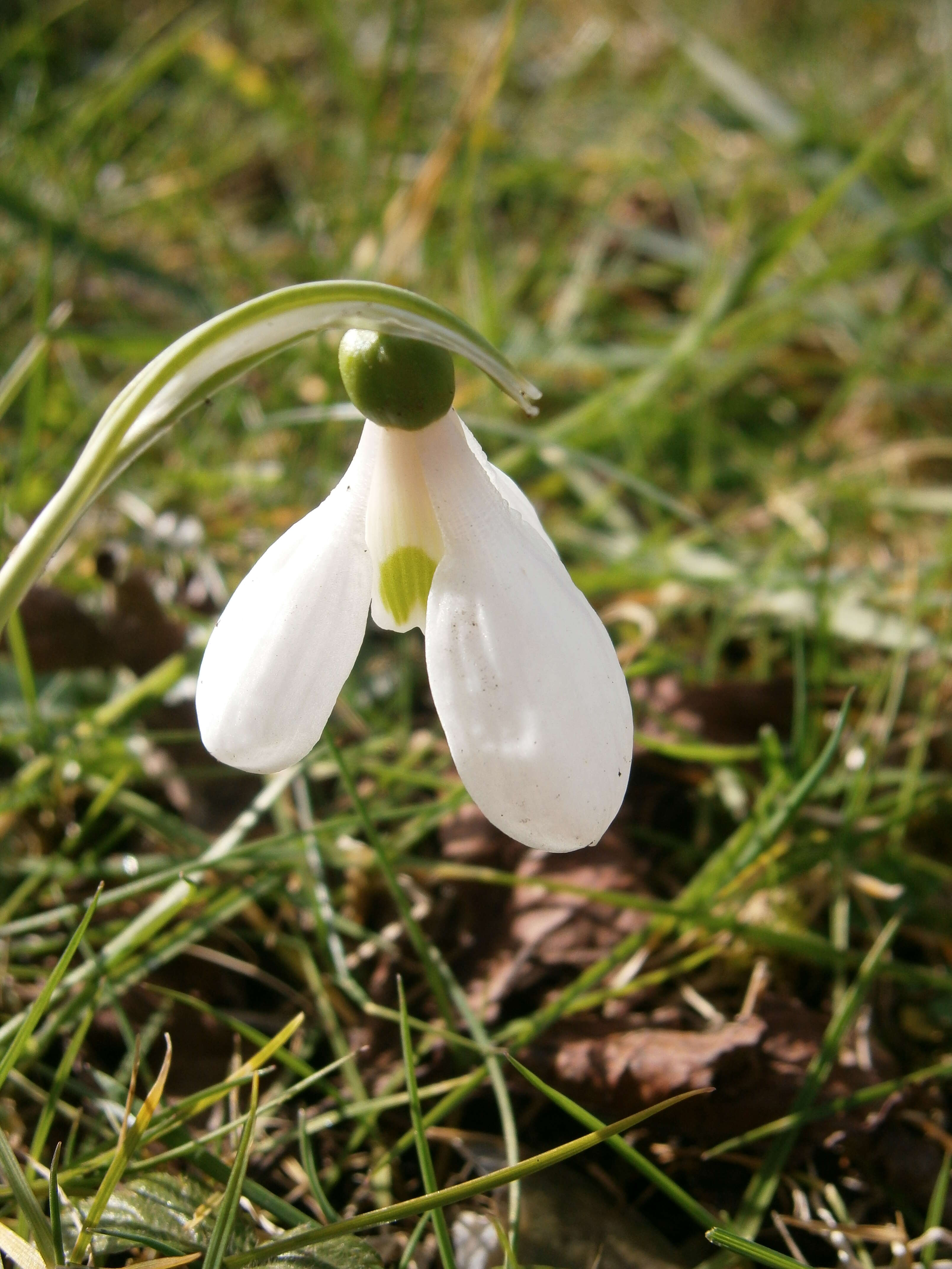 Image of giant snowdrop