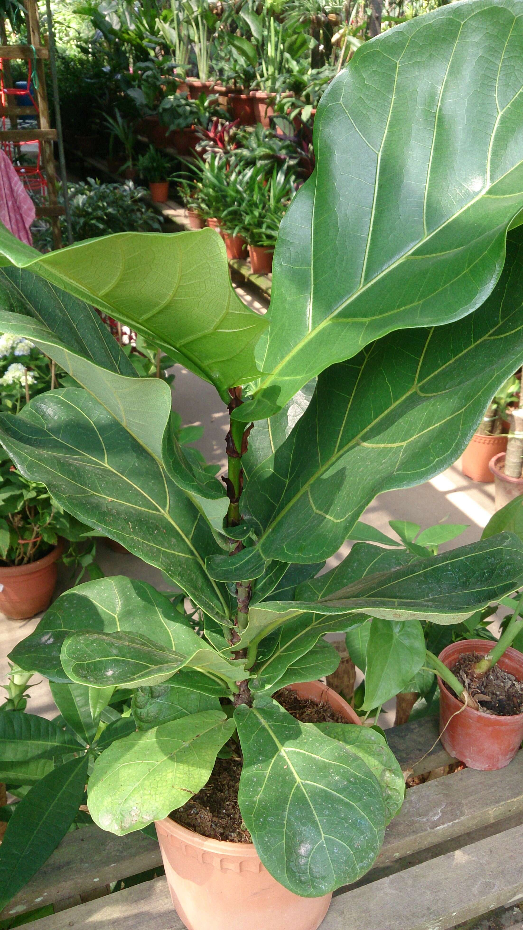 Image of fiddle-leaf fig