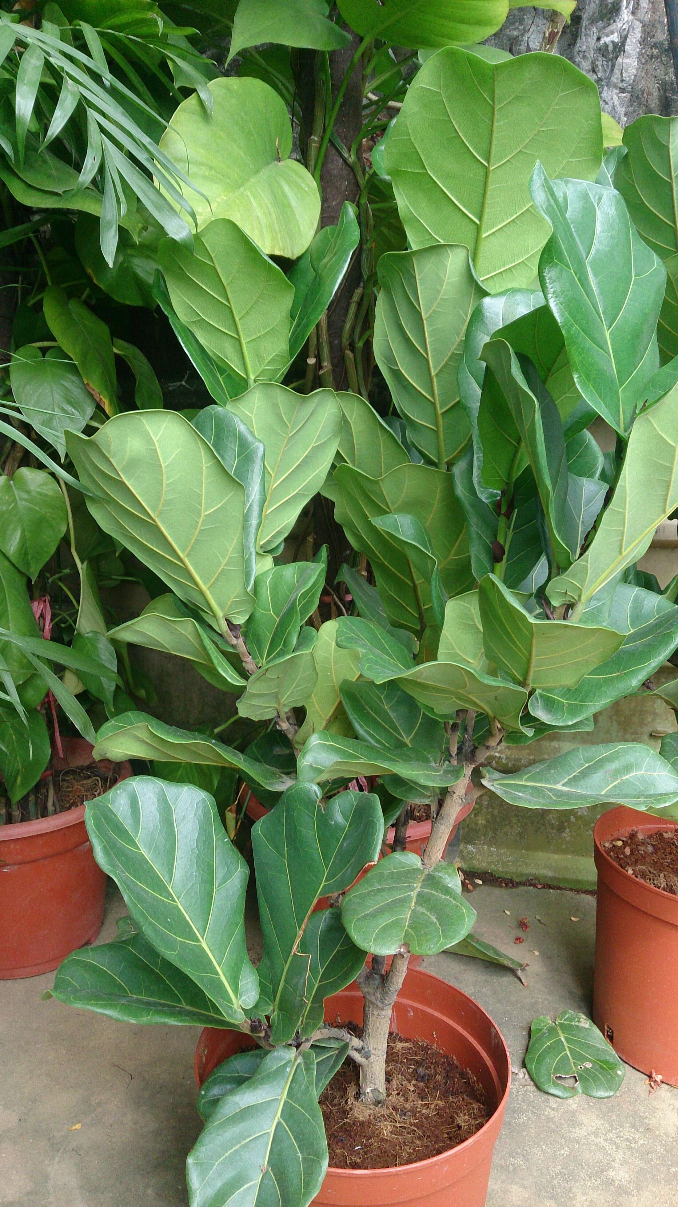 Image of fiddle-leaf fig