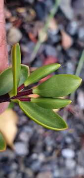 Image of Veronica decumbens Armstr.