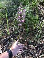 Image of Blotched hyacinth-orchid